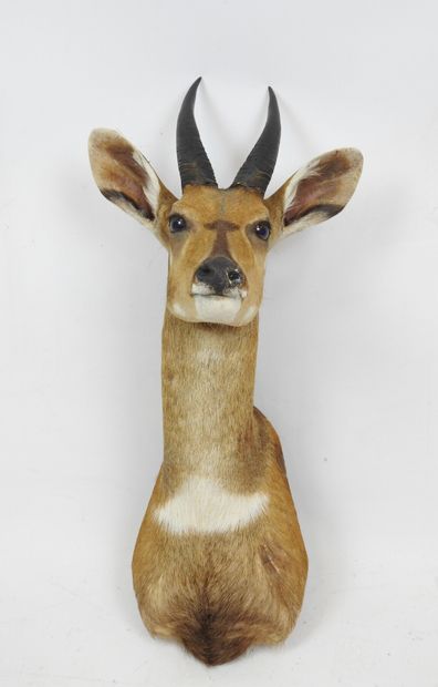 Harnessed GUIB (Tragelaphus scriptus) (CH)...