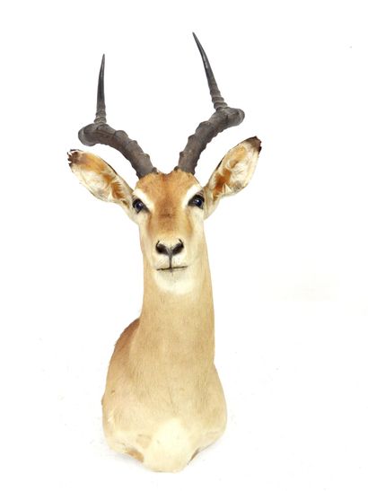 IMPALA (aepyceros melampus) (CH): Head in...
