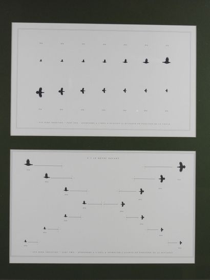 Laurent BERTIN (born 1954) : Eye bird shooting....