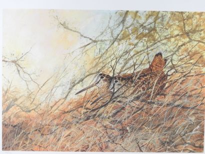 Michel MIEUSEMENT - XXth century : Woodcock....