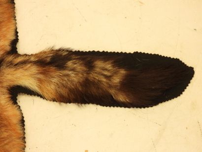 Chabraque (canis mesomelas) (CH). Flat skin....