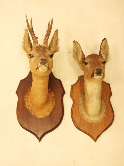 TWO trophies of deer. H.: 56 and 44 cm