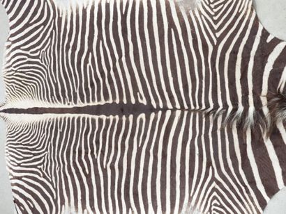 ZEBRA. Flat skin. 320 x 172 cm approxima...