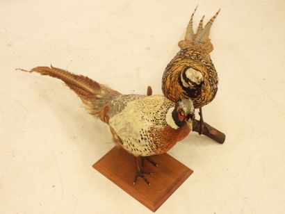 TWO naturalized FAISANS. L.: 87 and 97cm