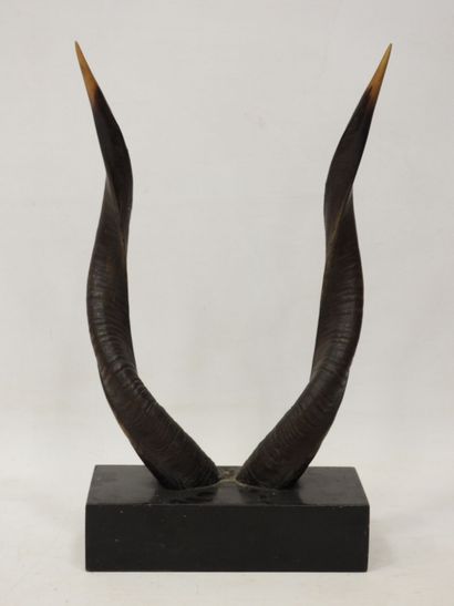 
TROPHY of sitatunga. H. total 54 cm
