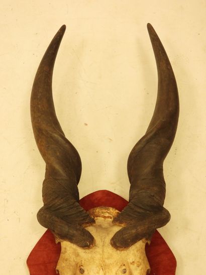 TROPHY of Cape moose on crest. H.: 80 cm