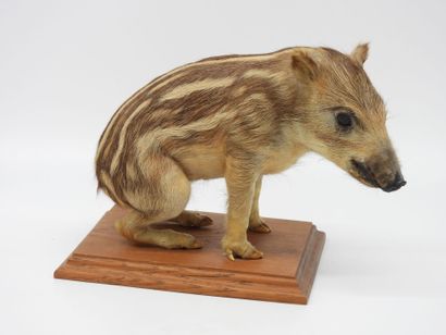EUROPEAN BLOOD (CH) Sus scrofa : rare naturalized...