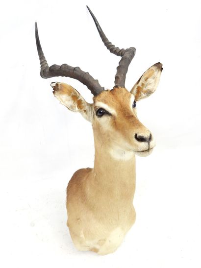 IMPALA (aepyceros melampus) (CH): Head in...
