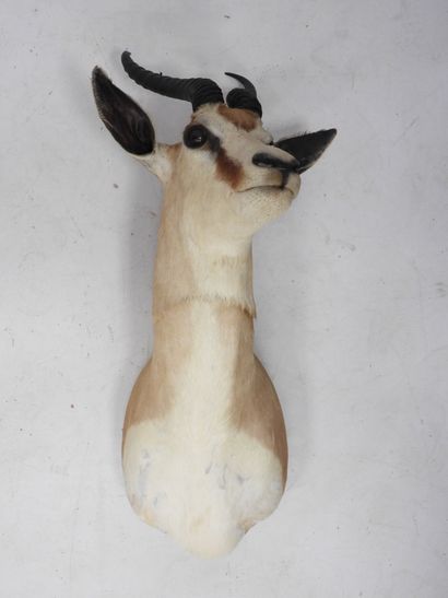 IMPALA in cape. H.: 68 cm