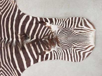 ZEBRA. Flat skin. 320 x 172 cm approxima...