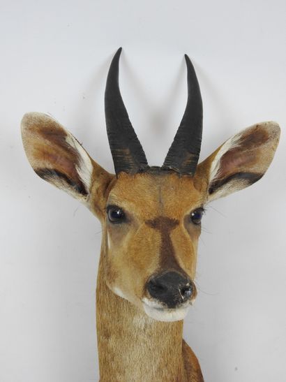 Harnessed GUIB (Tragelaphus scriptus) (CH)...