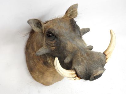 African Warthog (Phacochoerus aethiopicus)...