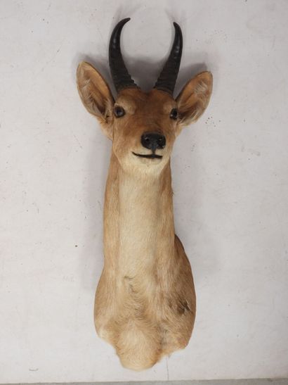 
COBE DES ROSEAUX in cape. H.: 73 cm
