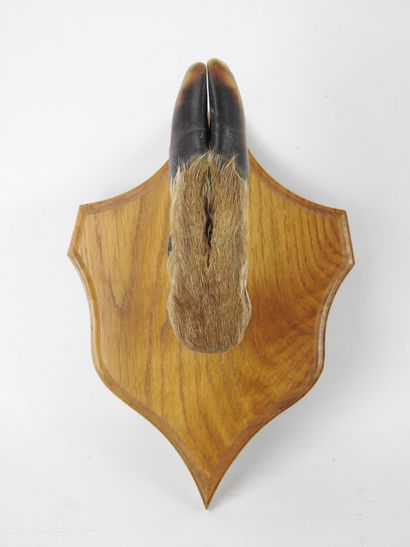 COAT HOLDER deer leg on wooden shield. 29...