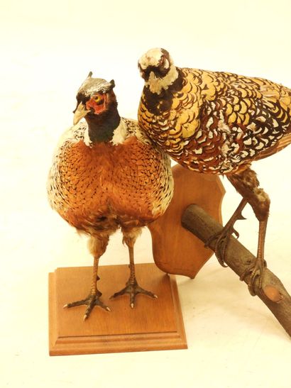 TWO naturalized FAISANS. L.: 87 and 97cm
