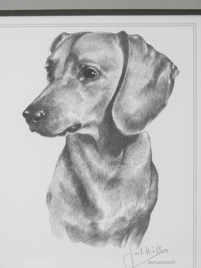 20th century ANIMAL school : Dachshund. Print...