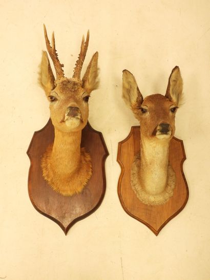 TWO trophies of deer. H.: 56 and 44 cm