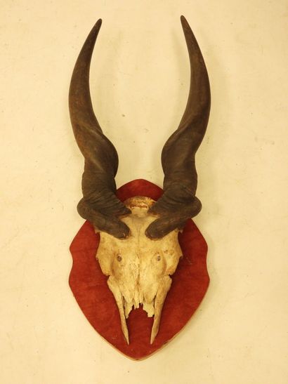 TROPHY of Cape moose on crest. H.: 80 cm