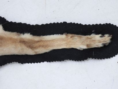Chabraque (canis mesomelas) (CH). Flat skin....