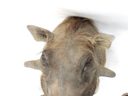 African Warthog (Phacochoerus aethiopicus)...