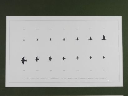 Laurent BERTIN (born 1954) : Eye bird shooting....