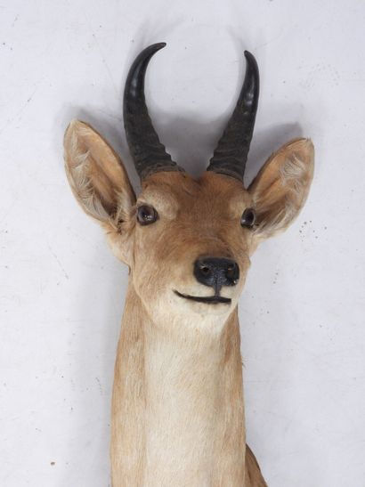 
COBE DES ROSEAUX in cape. H.: 73 cm
