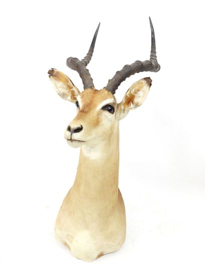 IMPALA (aepyceros melampus) (CH): Head in...