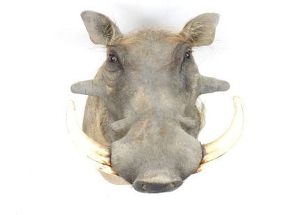 African Warthog (Phacochoerus aethiopicus)...
