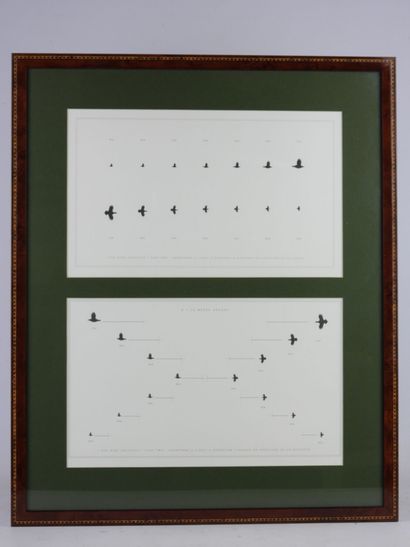 Laurent BERTIN (born 1954) : Eye bird shooting....