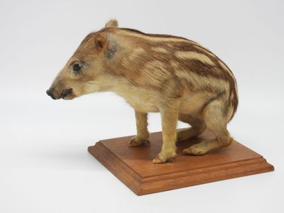 EUROPEAN BLOOD (CH) Sus scrofa : rare naturalized...