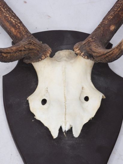 MASSACRE of deer 6 horns. H.: 116 cm