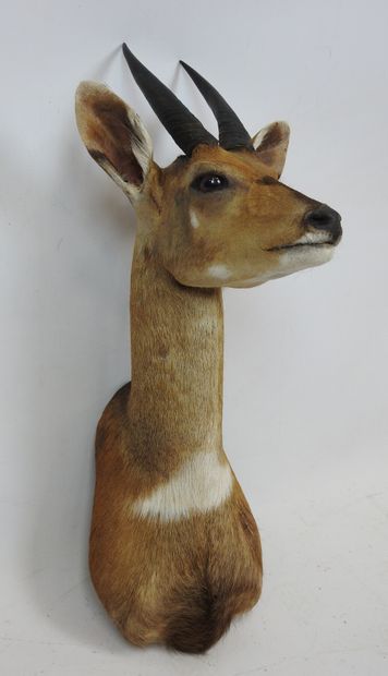 Harnessed GUIB (Tragelaphus scriptus) (CH)...