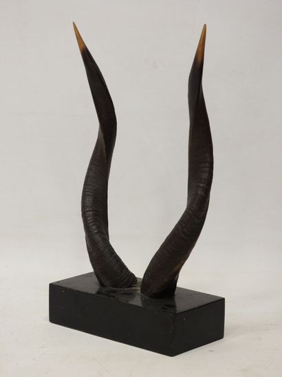 
TROPHY of sitatunga. H. total 54 cm

