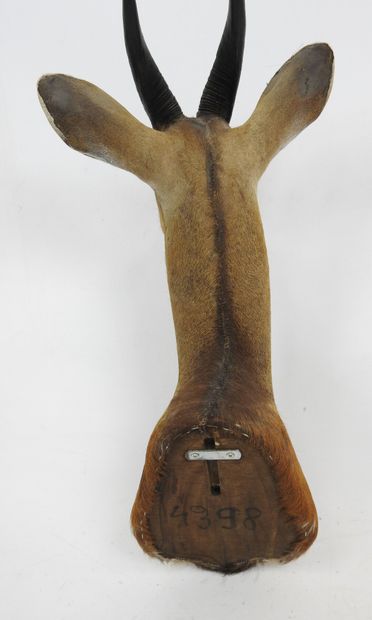 Harnessed GUIB (Tragelaphus scriptus) (CH)...