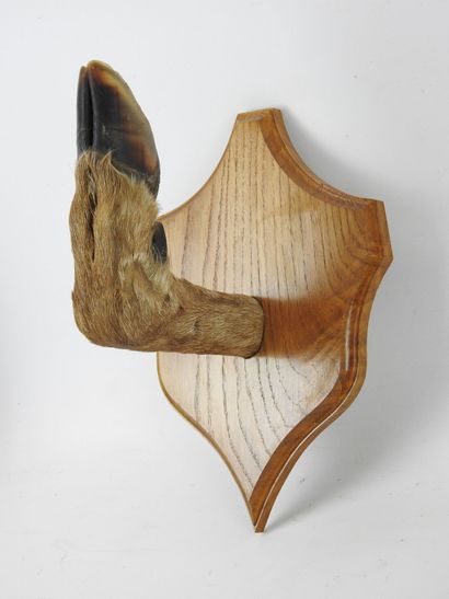 COAT HOLDER deer leg on wooden shield. 29...