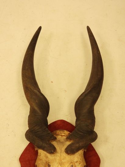 TROPHY of Cape moose on crest. H.: 80 cm