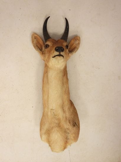 
COBE DES ROSEAUX in cape. H.: 73 cm
