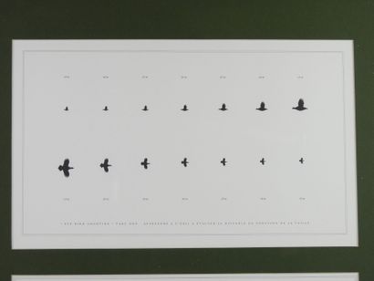 Laurent BERTIN (born 1954) : Eye bird shooting....