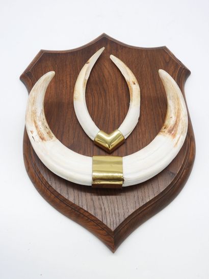 TROPHY of warthog on wooden escutcheon. 36...