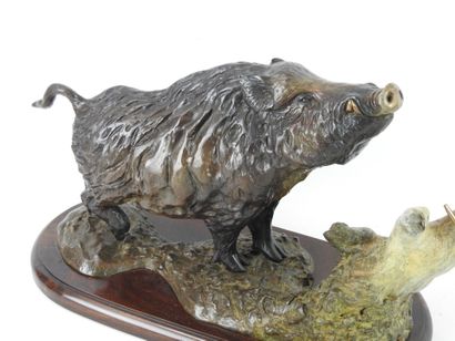 Dany CONTINSOUZAS (born in 1949) : Boar near...