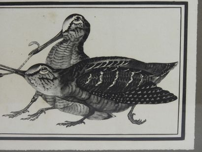 Paul MARCUEYZ (1877-1952), after : Woodcock...