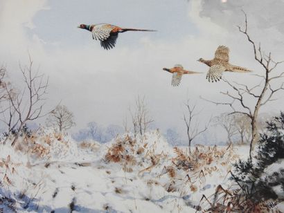 J.C. HARRISON (1898-1985) after : Pheasants...