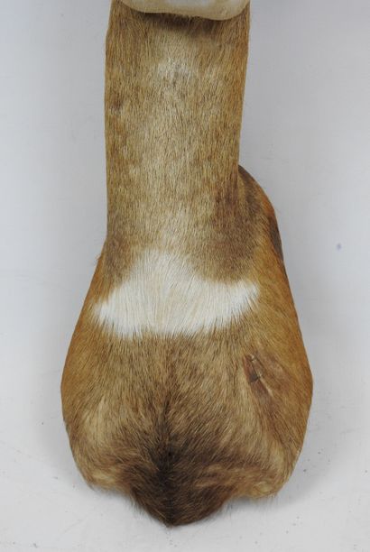 Harnessed GUIB (Tragelaphus scriptus) (CH)...