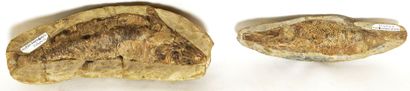Meeting of two fossils representing Aspidorhynchus...