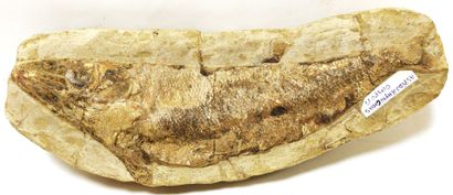 Meeting of two fossils representing Aspidorhynchus...