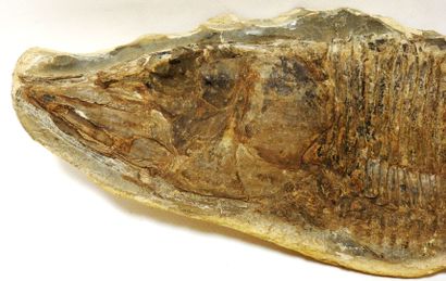 Fossil representing Aspidorhynchus Compoti.

Its...