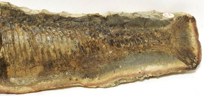 Fossil representing Aspidorhynchus Compoti.

Its...