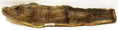 Fossil representing Aspidorhynchus Compoti.

Its...