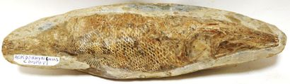 Meeting of two fossils representing Aspidorhynchus...