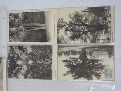 FRANCE. 8 cpa Arbres géants, marchés Ardèche,...